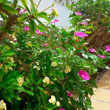 Gay Paso Chico - Gay Men Only Daire *