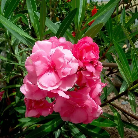 Gay Paso Chico - Gay Men Only Daire Playa del Ingles (Gran Canaria)